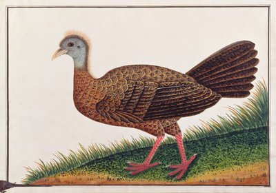 Grote Argus, uit Tekeningen van Vogels uit Malakka, c.1805-18 door Chinese School